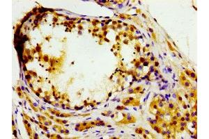 IHC image of ABIN7169043 diluted at 1:200 and staining in paraffin-embedded human testis tissue performed on a Leica BondTM system. (MASTL antibody  (AA 612-740))