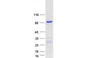 Validation with Western Blot (ZC3H12A Protein (Myc-DYKDDDDK Tag))