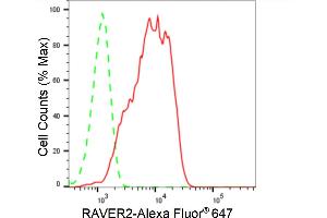 Flow cytometric analysis of RAVER2 expression in HeLa cells using RAVER2 antibody (ABIN7800211), 1:2,000).