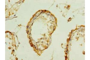 Immunohistochemistry of paraffin-embedded human testis tissue using ABIN7165279 at dilution of 1:100 (PDIA5 antibody  (AA 22-262))