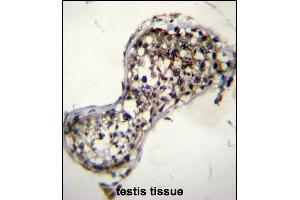 SQLE Antibody (N-term) (ABIN656555 and ABIN2845817) immunohistochemistry analysis in formalin fixed and paraffin embedded human testis tissue followed by peroxidase conjugation of the secondary antibody and DAB staining. (SQLE antibody  (N-Term))