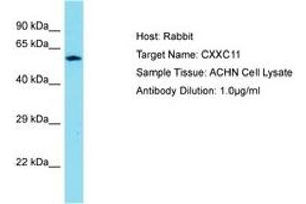 CXXC11 抗体  (AA 434-483)