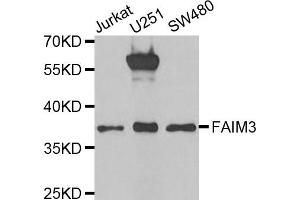 Western Blotting (WB) image for anti-Fas Apoptotic Inhibitory Molecule 3 (FAIM3) antibody (ABIN1980336) (FAIM3 antibody)