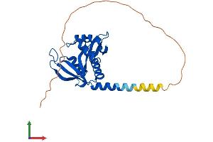 Protein Structure (PS) image for ARD1 Homolog, N-Acetyltransferase (ARD1A) (AA 1-235) protein (His tag) (ABIN7549614)