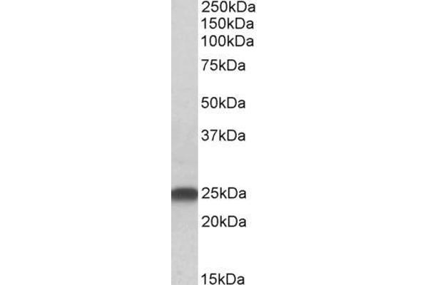 LIN7B antibody  (N-Term)