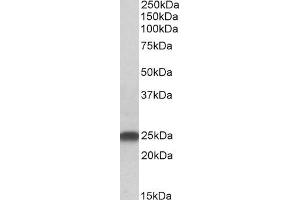 ABIN185142 (0. (LIN7B antibody  (N-Term))