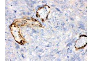 IHC analysis of IDO1 using anti-IDO1 antibody (ABIN3043857). (IDO1 antibody  (N-Term))