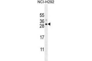 Western blot analysis in NCI-H292 cell line lysates (35ug/lane) using AP53997PU-N Antibody (N-term). (SPACA5B antibody  (N-Term))
