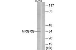Western blot analysis of extracts from HuvEc cells, using MRGRG Antibody. (Mrgprg antibody  (AA 231-280))