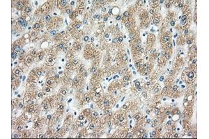 Immunohistochemical staining of paraffin-embedded pancreas tissue using anti-H6PD mouse monoclonal antibody. (Glucose-6-Phosphate Dehydrogenase antibody)