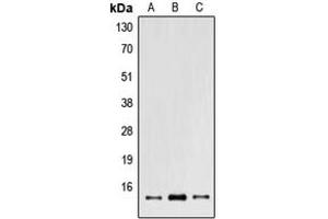 Western blot analysis of POLR2I expression in A549 (A), NIH3T3 (B), PC12 (C) whole cell lysates.