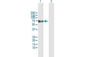 Western Blot analysis of KLHDC4 expression in transfected 293T cell line by KLHDC4 MaxPab polyclonal antibody. (KLHDC4 antibody  (AA 1-520))