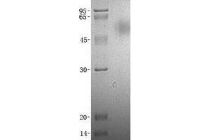 Validation with Western Blot (CD200R1 Protein (Transcript Variant 1) (His tag))