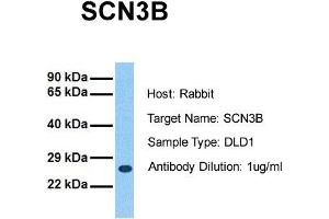 Host: Rabbit Target Name: SCN3B Sample Tissue: Human DLD1 Antibody Dilution: 1. (SCN3B antibody  (N-Term))
