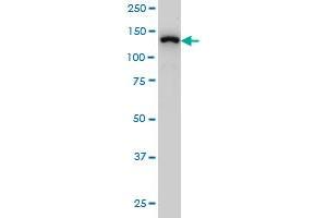 SF3B2 antibody  (AA 592-645)