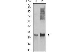 Western blot analysis using HLA-DRA mouse mAb against Ramos (1), and Raji (2) cell lysate.