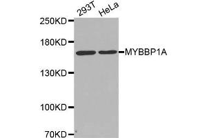 Western blot analysis of extracts of various cell lines, using MYBBP1A antibody. (MYBBP1A antibody  (AA 1104-1328))