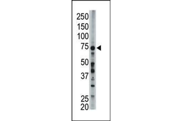 ACSL6 antibody  (AA 240-270)