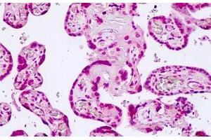 Anti-TCF7L2 antibody IHC of human placenta. (TCF7L2 antibody  (N-Term))