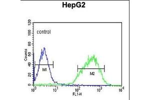 HIST1H2AL Antibody (C-term) (ABIN651090 and ABIN2840066) flow cytometric analysis of HepG2 cells (right histogram) compared to a negative control cell (left histogram). (HIST1H2AL antibody  (C-Term))