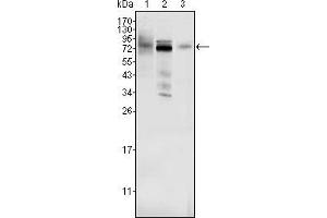 Western blot analysis using MDM4 mouse mAb against Hela (1), A549 (2) and A431 (3) cell lysate.