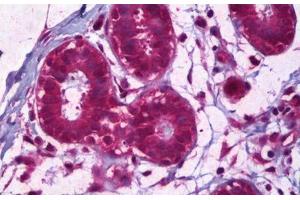 Anti-IL-8 antibody IHC staining of human breast, epithelium. (IL-8 antibody)