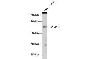 Western blot analysis of extracts of Mouse brain using WBP11 Polyclonal Antibody at dilution of 1:3000. (WBP11 antibody)