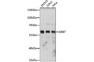 Western blot analysis of extracts of various cell lines using GRB7 Polyclonal Antibody at dilution of 1:1000. (GRB7 antibody)