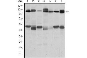 CBL antibody