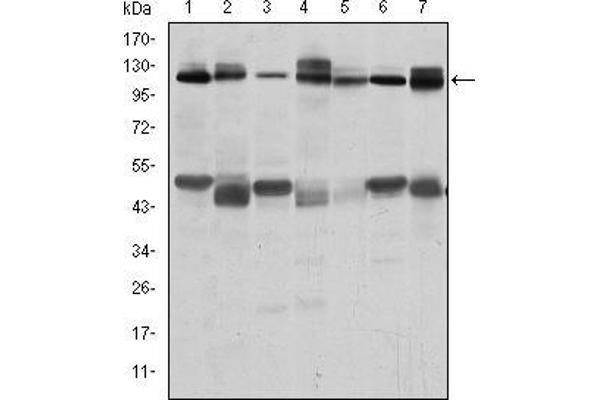 CBL antibody