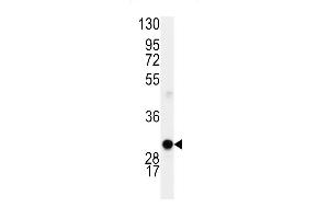 Cyclin D1 antibody  (AA 68-97)