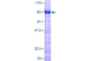CACNB3 Protein (AA 1-484) (GST tag)