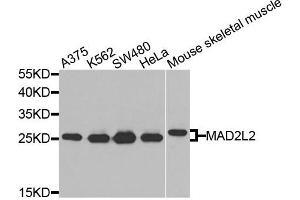 Western blot analysis of extracts of various cells, using MAD2L2 antibody.