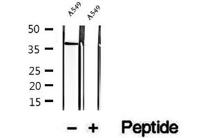 Western blot analysis of extracts of A549 cells, using STBD1 antibody. (STBD1 antibody  (N-Term))