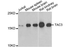 Western blot analysis of extracts of various cell lines, using TAC3 antibody. (Tachykinin 3 antibody  (AA 1-121))