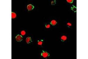 Immunofluorescent analysis of HL-60 cells using FPR2 polyclonal antibody  (green). (FPR2 antibody  (2nd Extracellular Loop))