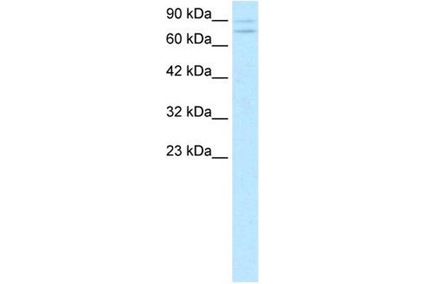 ZNF81 Antikörper  (Middle Region)