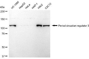 Western blotting analysis using Period circadian regulator 3 antibody (ABIN7799773).