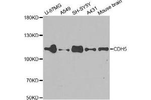 Western Blotting (WB) image for anti-Cadherin 5 (CDH5) (AA 259-358) antibody (ABIN3015299) (Cadherin 5 antibody  (AA 259-358))