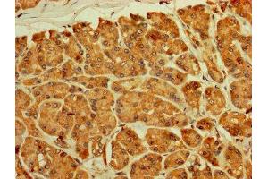 IHC image of ABIN7142736 diluted at 1:250 and staining in paraffin-embedded human pancreatic tissue performed on a Leica BondTM system. (RPL11 antibody  (AA 3-178))