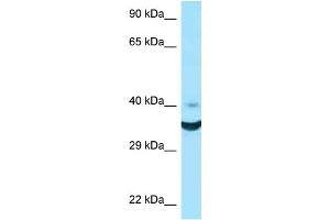 WB Suggested Anti-NCR1 Antibody Titration: 1.