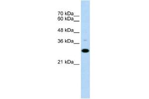 WB Suggested Anti-CD40 Antibody Titration:  0. (CD40 antibody  (N-Term))