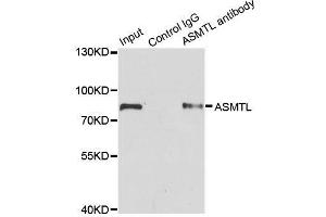 Immunoprecipitation analysis of 200ug extracts of SW620 cells using 1ug ASMTL antibody.