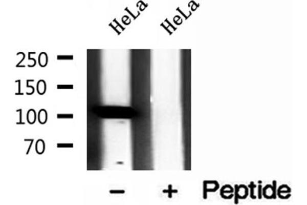 Importin 4 antibody  (Internal Region)