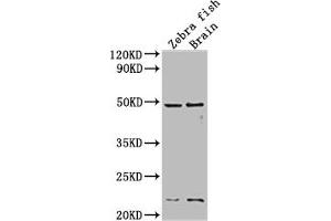 Western Blot Positive WB detected in: Zebra fish, Zebra fish brain tissue All lanes:egfra antibody at 1:2000 Secondary Goat polyclonal to rabbit IgG at 1/50000 dilution Predicted band size: 43 kDa Observed band size: 43 kDa (egfra antibody  (AA 21-389))