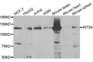 Western Blotting (WB) image for anti-Integrator Complex Subunit 4 (INTS4) antibody (ABIN1980355) (INTS4 antibody)