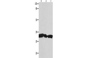 Western Blotting (WB) image for anti-14-3-3 gamma (YWHAG1) antibody (ABIN2431699) (14-3-3 gamma antibody)