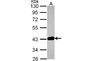 WB Image Sample (30 ug of whole cell lysate) A: JurKat 10% SDS PAGE antibody diluted at 1:1000 (GRAP2 antibody)