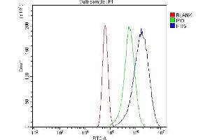 Flow Cytometry analysis of U87 cells using anti-IFIT5 antibody (ABIN7600752). (IFIT5 antibody  (AA 23-439))