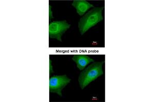 Immunofluorescence analysis of paraformaldehyde-fixed HeLa using AP31116PU-N ANXA1 antibody at 1/200 dilution. (Annexin a1 antibody  (AA 1-188))